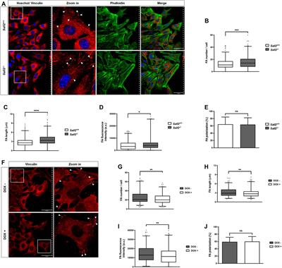 The Sall2 transcription factor promotes cell migration regulating focal adhesion turnover and integrin β1 expression